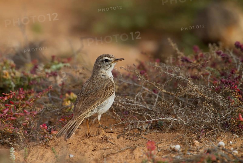 Berthelot's pipit,