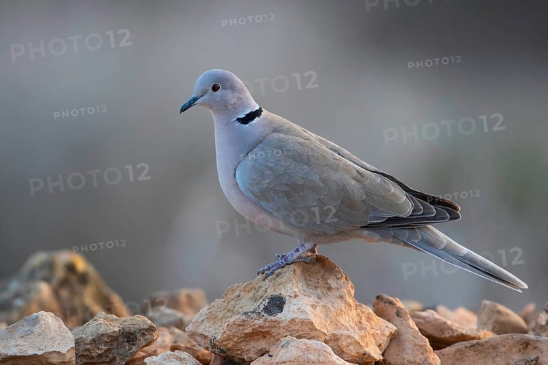Eurasian Collared Dove,