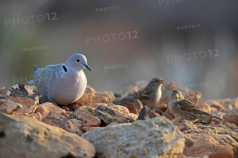 Eurasian Collared Dove,