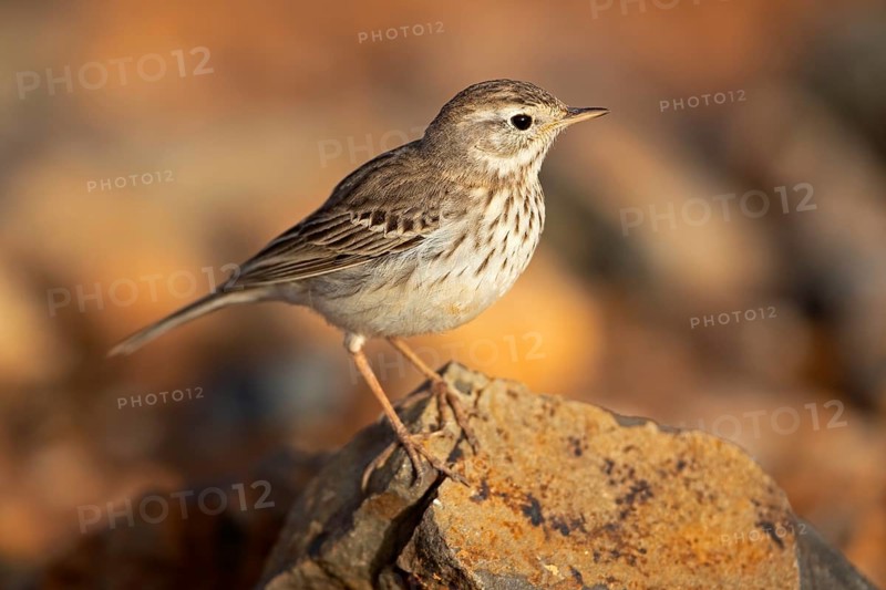 Berthelot's pipit,