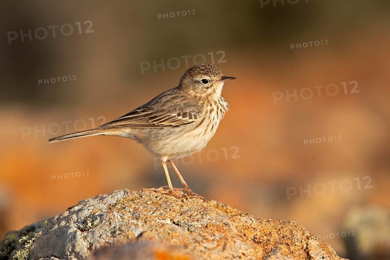 Berthelot's pipit,