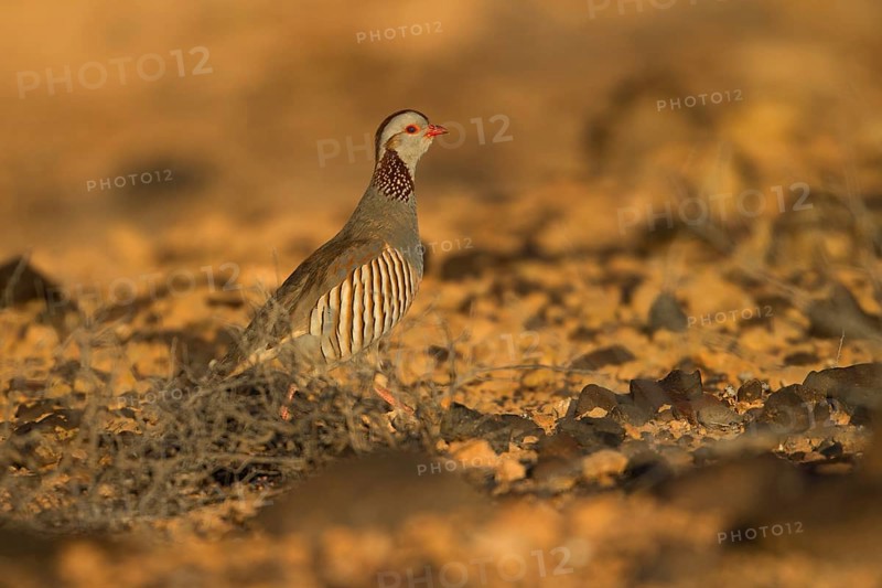 Barbary partridge,