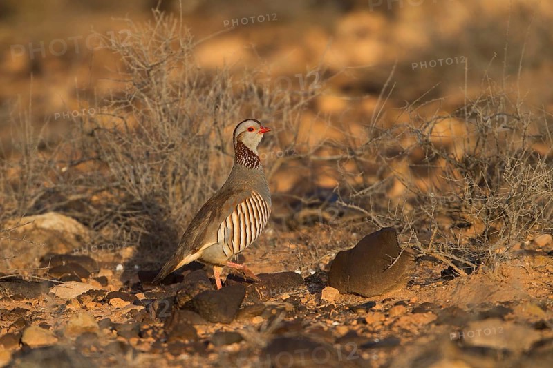 Barbary partridge,