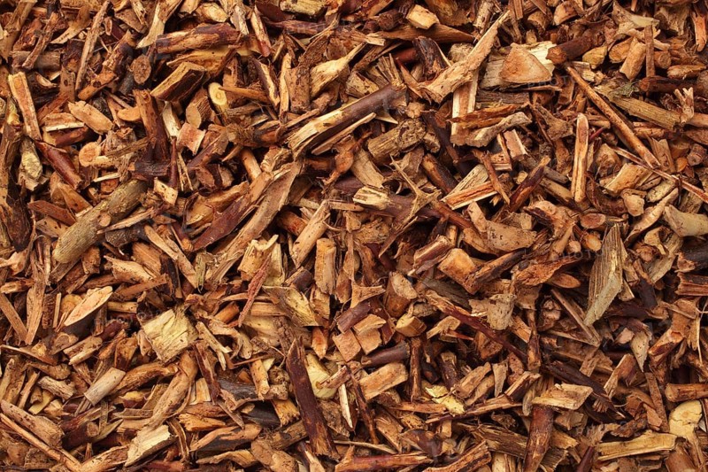 Dried thorny herb of the medicinal plant Gleditsia horrida sinensis, soap bean thorn