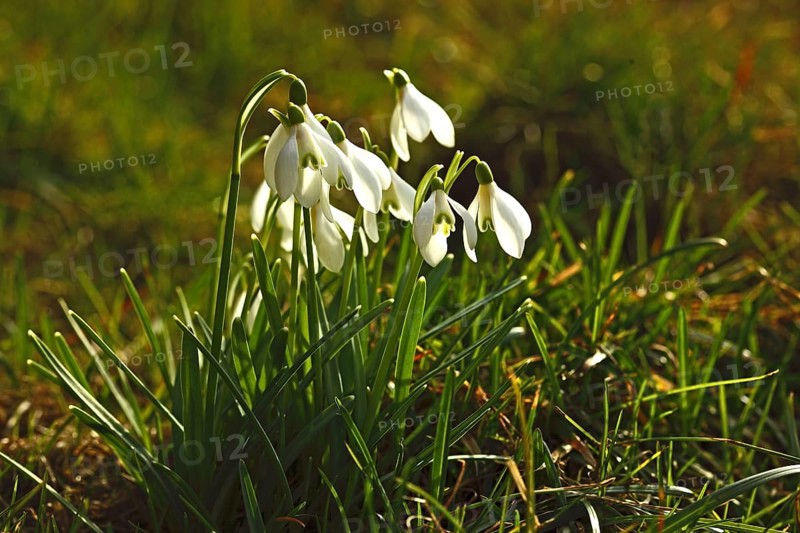 Medicinal plant snowdrop, Galanthus nivalis