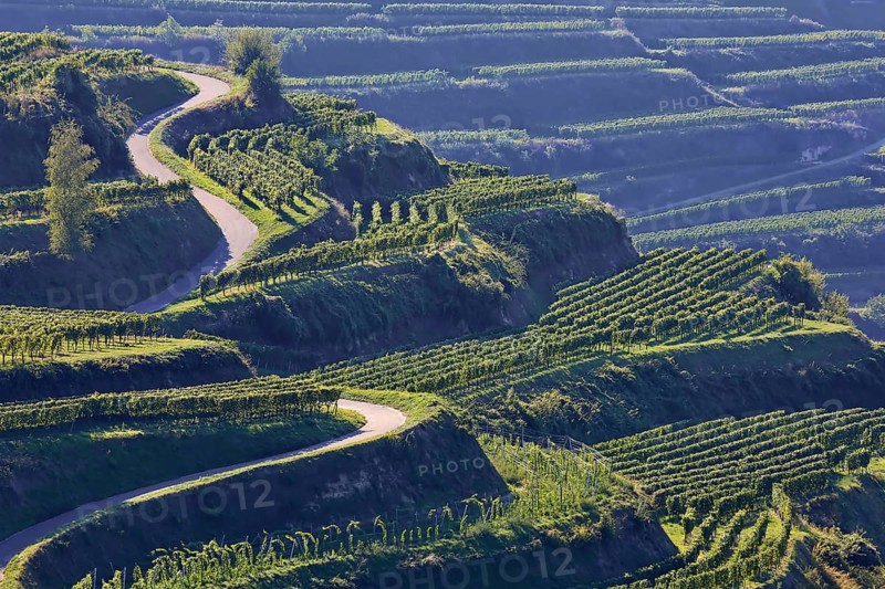 Winegrowing in the Kaiserstuhl. Wine terraces without end. Vogtsburg, Kaiserstuhl