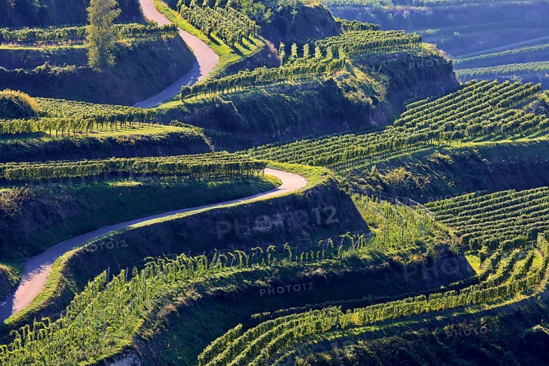 Winegrowing in the Kaiserstuhl. Wine terraces without end. Vogtsburg, Kaiserstuhl