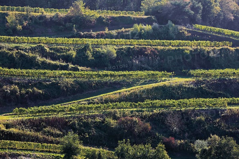 Winegrowing in the Kaiserstuhl. Wine terraces without end. Vogtsburg, Kaiserstuhl