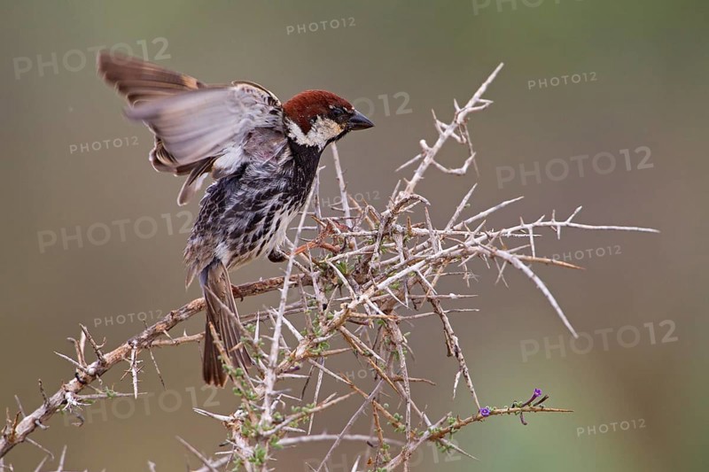Spanish sparrow,