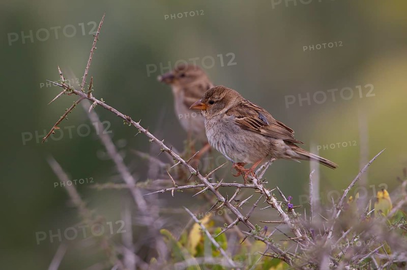 Spanish sparrow,