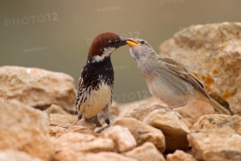 Spanish sparrow,