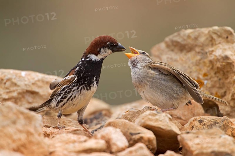 Spanish sparrow,