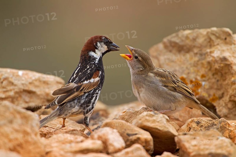 Spanish sparrow,