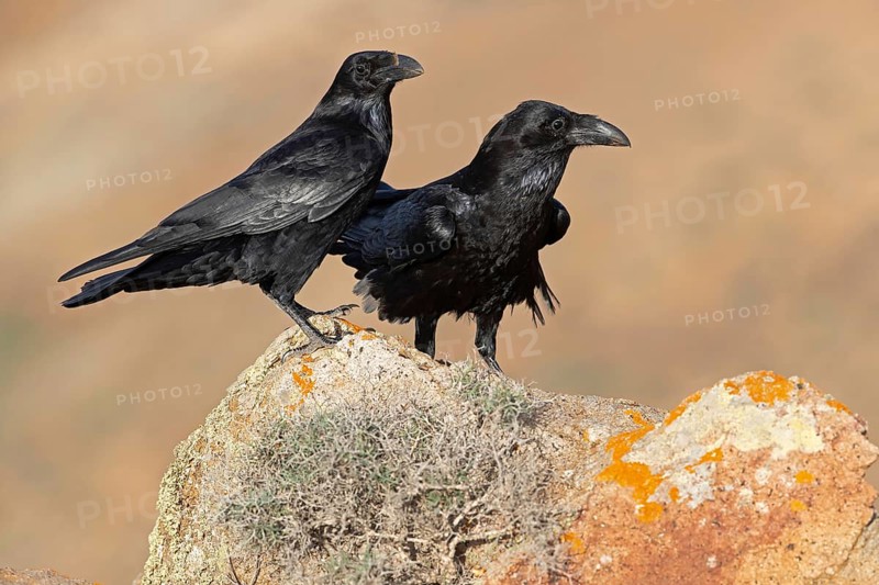 African northern raven,
