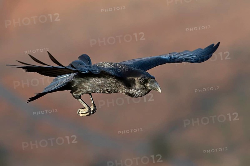African northern raven,