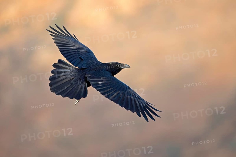 African northern raven,