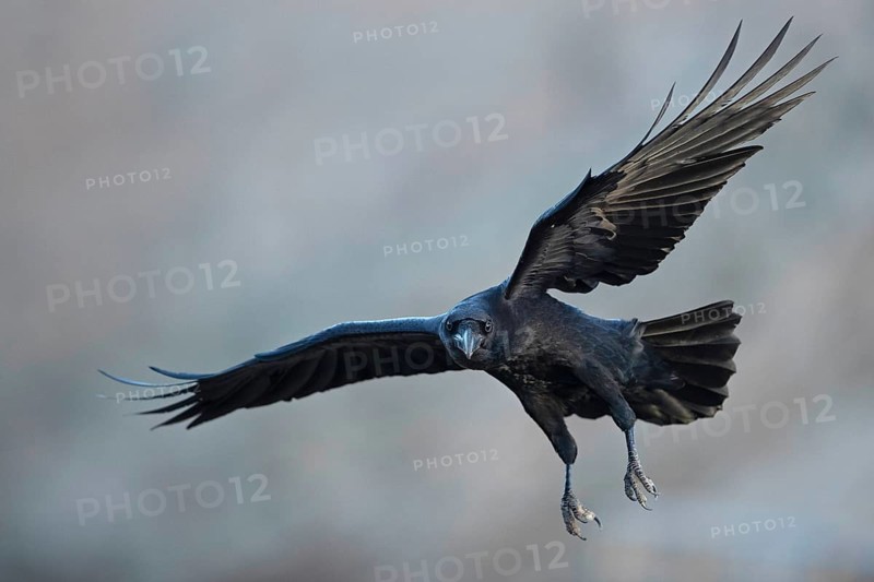 African northern raven,