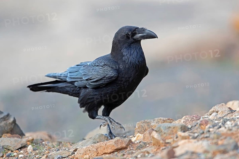 African northern raven,