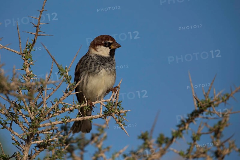 Spanish sparrow,