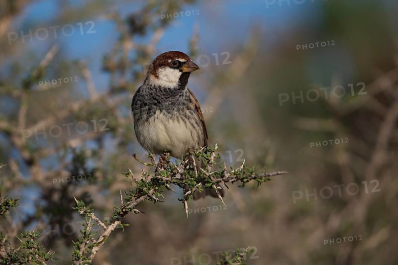Spanish sparrow,