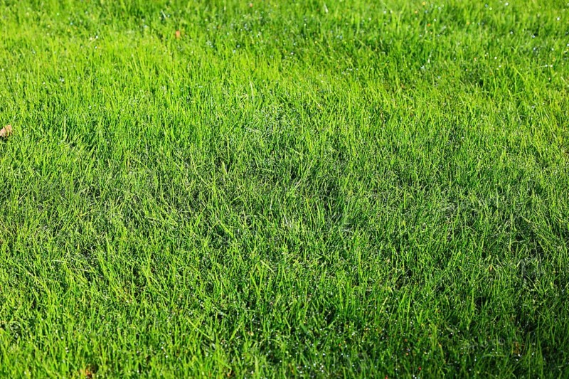 Meadow, grass