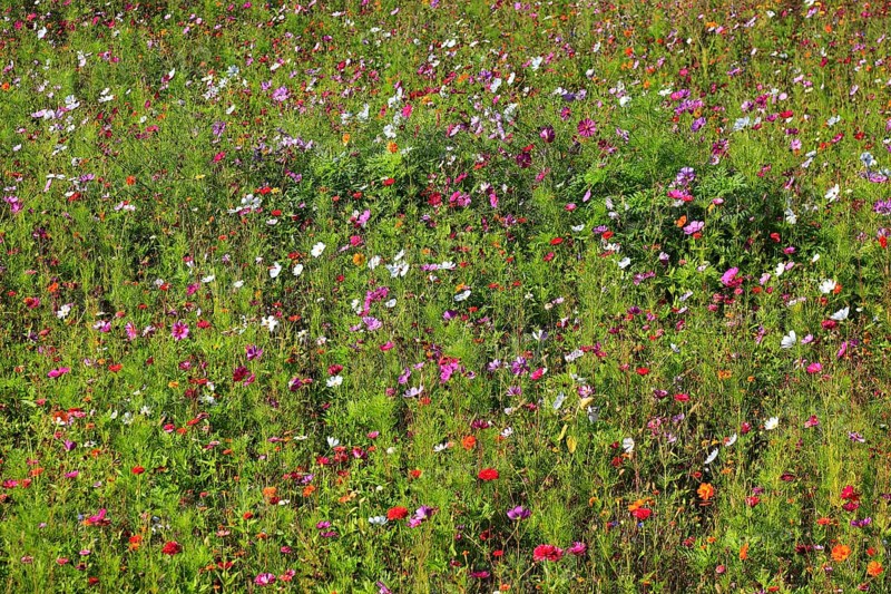 Flower meadow, biotope meadow