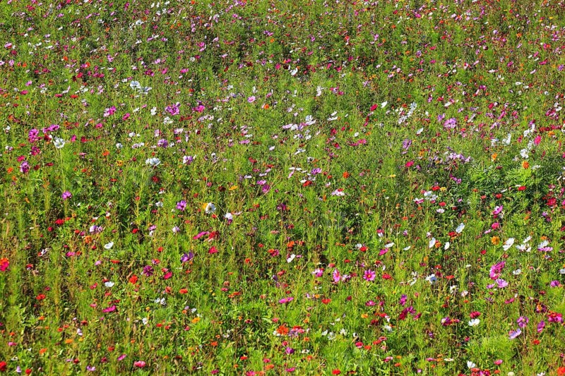 Flower meadow, biotope meadow