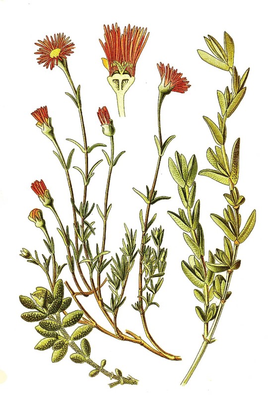 Mesembryanthemum violaceum, echinatum