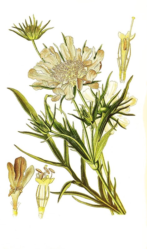 Caucasica, Caucasian scabious.