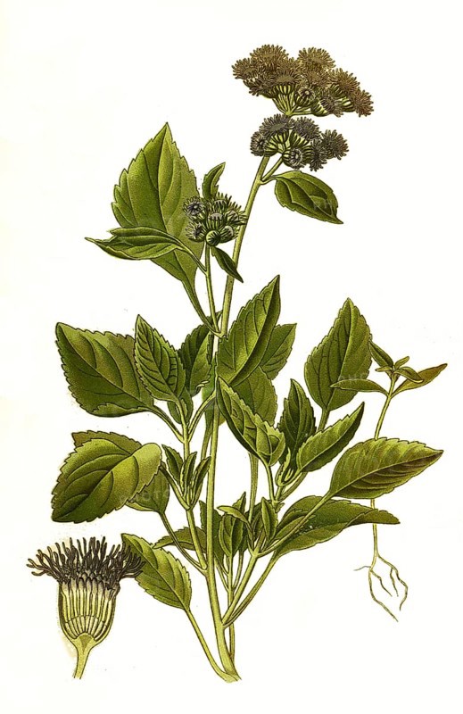 Ageratum ceruleum, whiteweed. Ageratum is a genus of plant in the composite family