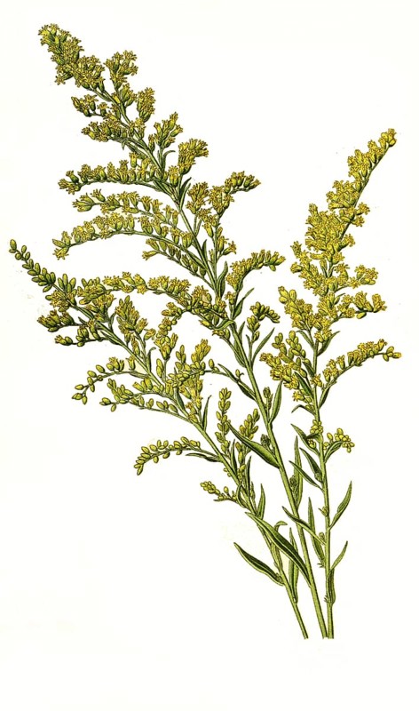 Canadensis, Canada goldenrod