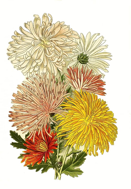 Chrysanthemum sinense var. chrysanthemum. Garden Chrysanthemum, Flower