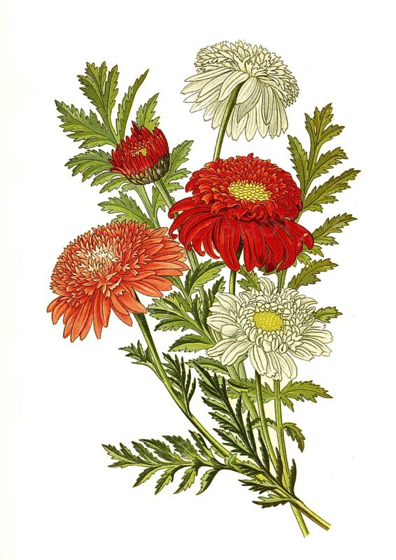 Tanacetum,