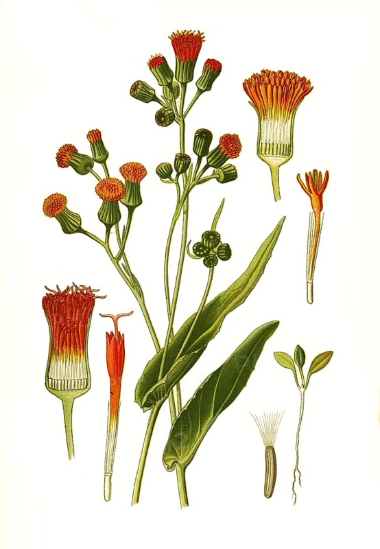 Emilia sagittata, Emilia fosbergii