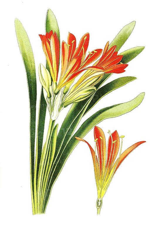 Natal lily,