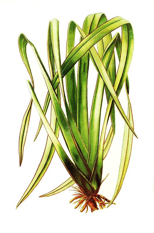 Phormium Tenax, New Zealand Flax