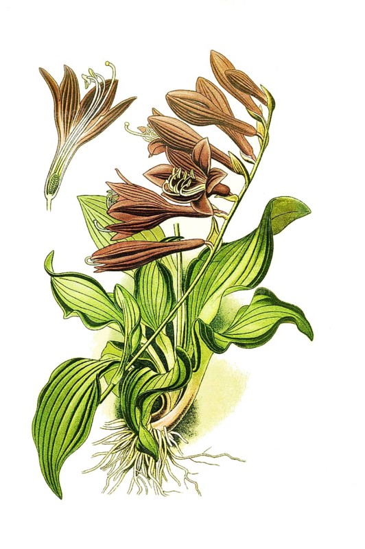Ovata, Plantain Lily