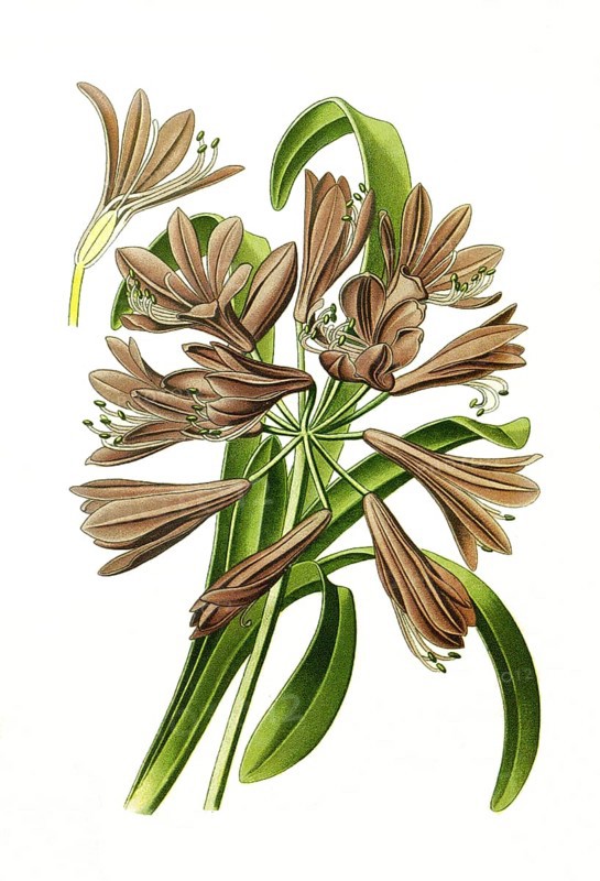 Agapanthus umbellatusn Lily of the Lilies, Flower