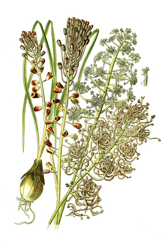 Grape Hyacinth, Muscaria var monstrosum