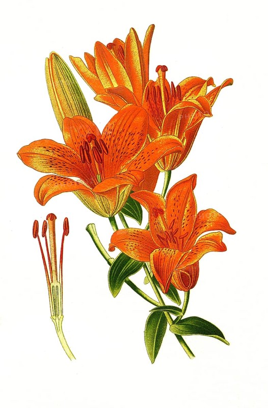 Croceum, Saffron Lily.