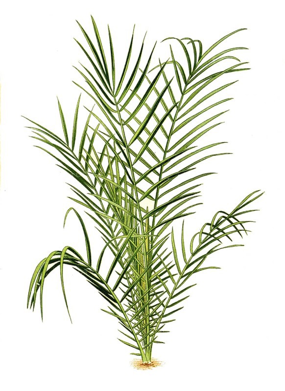 Phoenis spinosa, Spiny Date Palm. Phoenix palm