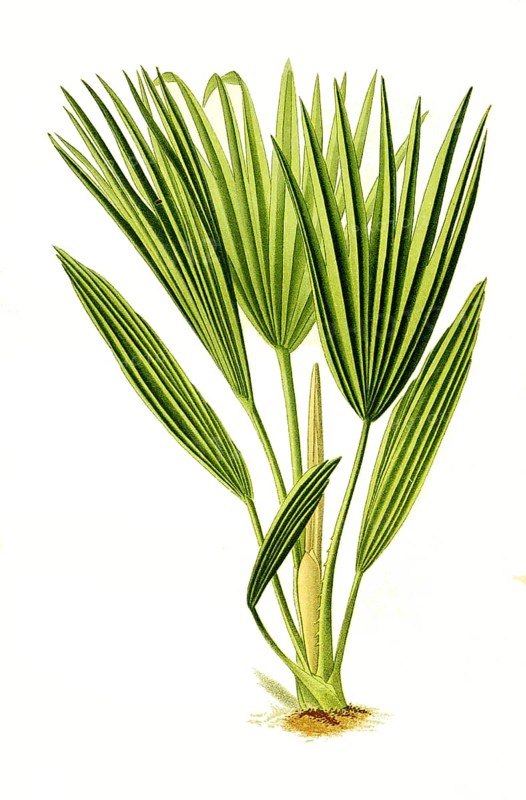 Livistona chinensis, Bourbon Palm