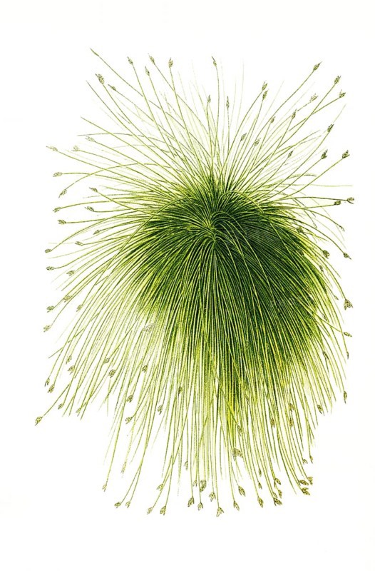 Scirpus riparius, Schoeneoplectus californicus