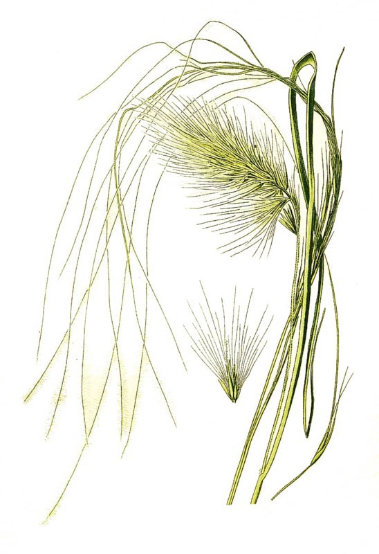 Pennisetum longistylum, Feather Grass