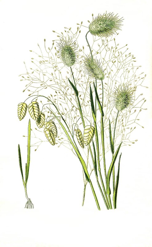 Brixa maxima, Quaking hares tail grass
