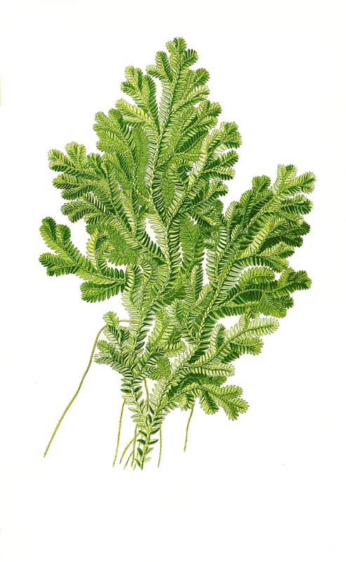 Martensii, variegated spikemoss
