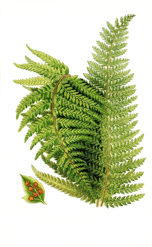 Aspidium aculeatum var subtripinnatum, Polystichum luctuosum