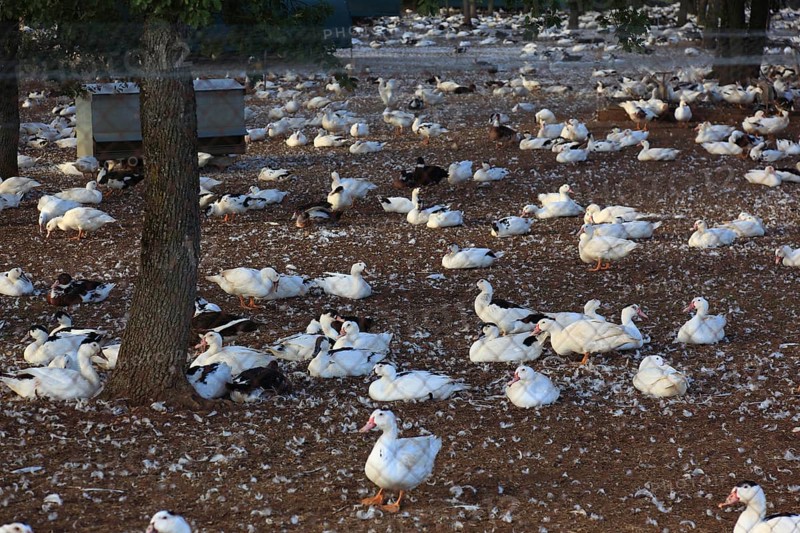 Duck farm, duck breeding in Couzou
