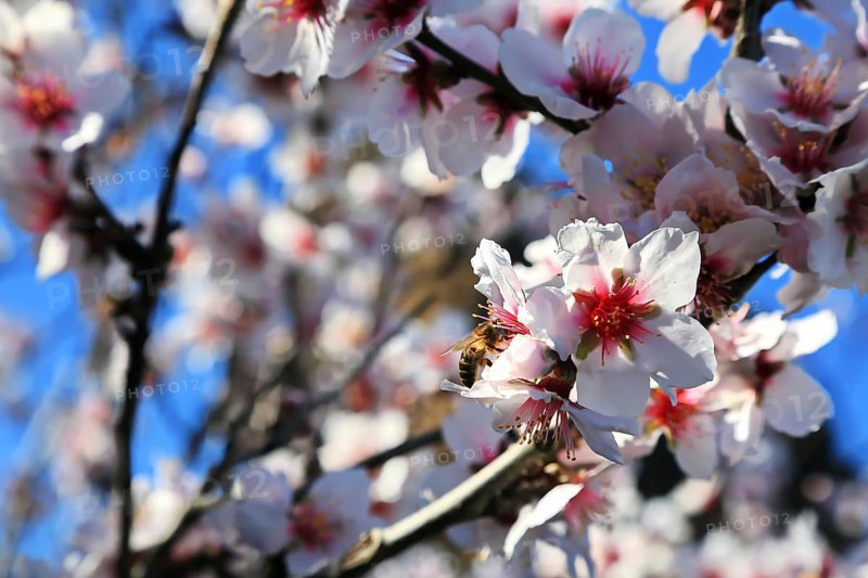 Almond blossoms on Roque Bentayga on the island of Gran Canaria. Tejeda, Las Palmas