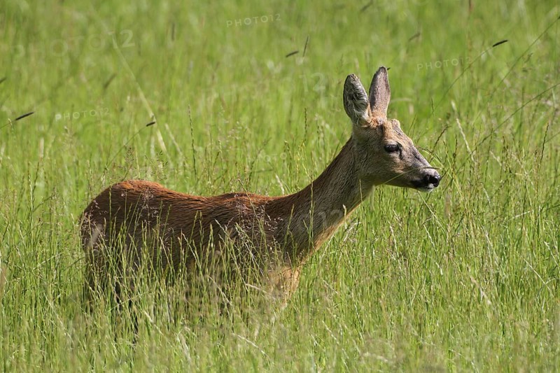 European roe deer,